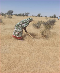 RESTAURATION DU SITE DE 100 HECTARES DANS LA COMMUNE D'AGHCHORGUITT Partenaire FAO